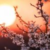 Full Flower Moon 2025: Turning point in life
