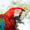 5 parrot species that you can teach to talk