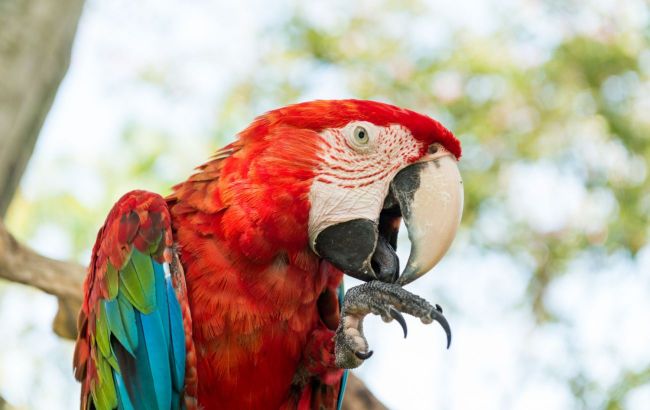 5 parrot species that you can teach to talk