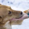 This part of your dog's body could reveal hidden health issues, vet says