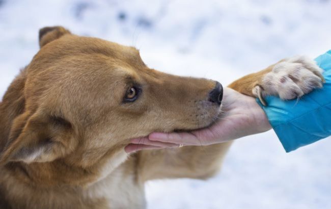 This part of your dog's body could reveal hidden health issues, vet says