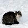 How to help homeless animals in cold weather