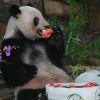 Xi Jinping revives panda diplomacy: What gift awaits Trump