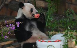 Xi Jinping revives panda diplomacy: What gift awaits Trump