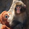 Baby monkey Punch clings to toy instead of mom, and world can&rsquo;t stop crying