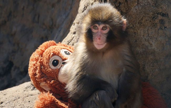 Baby monkey Punch clings to toy instead of mom, and world can&rsquo;t stop crying