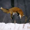 Why do foxes dive headfirst into snow, and how do they avoid injuries