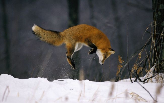 Why do foxes dive headfirst into snow, and how do they avoid injuries