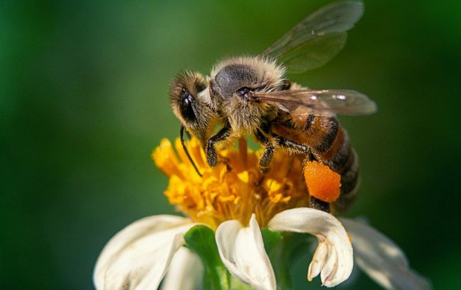 Bees are vanishing — Here's why it matters for the planet