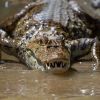 Scientists find secret behind predatory appearance of crocodiles