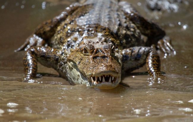 Scientists find secret behind predatory appearance of crocodiles