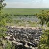 Endless green field: What the Kakhovka Reservoir looks like now