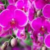 Continuous orchid blooms: Use simple lifehack