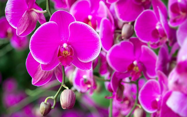 Continuous orchid blooms: Use simple lifehack