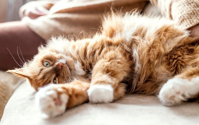Cats can predict weather: How to 'read' clues from your pet