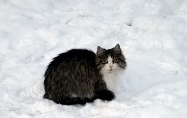 Cold and hungry: How to help stray animals in winter