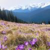 Spring in Carpathians: Photos of mountain peaks covered with flowers