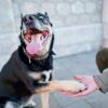 How many times a day you should walk your dog: Tips for different breeds