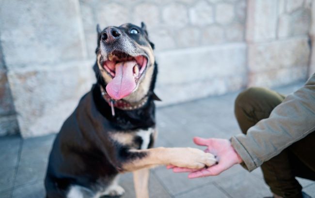 How many times a day you should walk your dog: Tips for different breeds