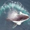Largest animals on Earth: Ukrainian polar explorers show whales in Antarctica