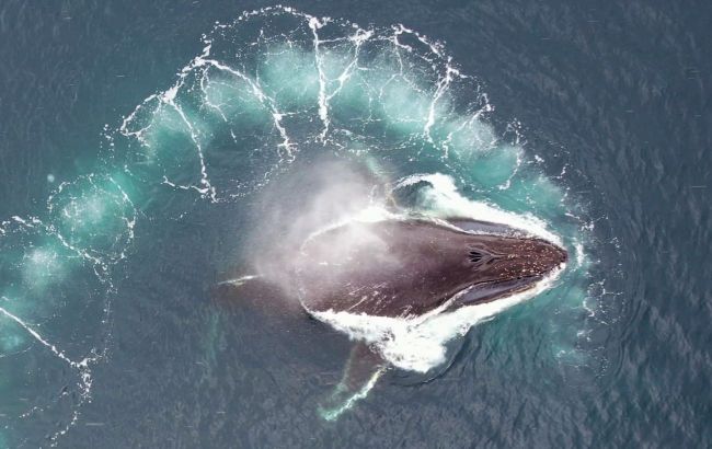 Largest animals on Earth: Ukrainian polar explorers show whales in Antarctica