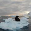 Ukrainian polar explorers capture incredible photos of seals 'invasion' in Antarctica