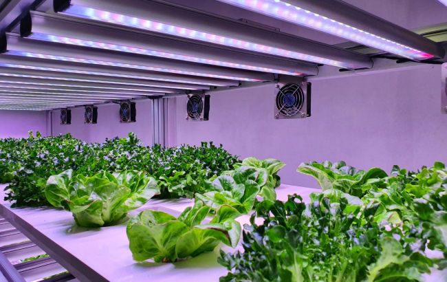 Growing food in space: Which plants could sustain life on Mars?