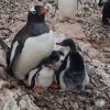 Unique family: Polar researchers show penguins with rare number of chicks