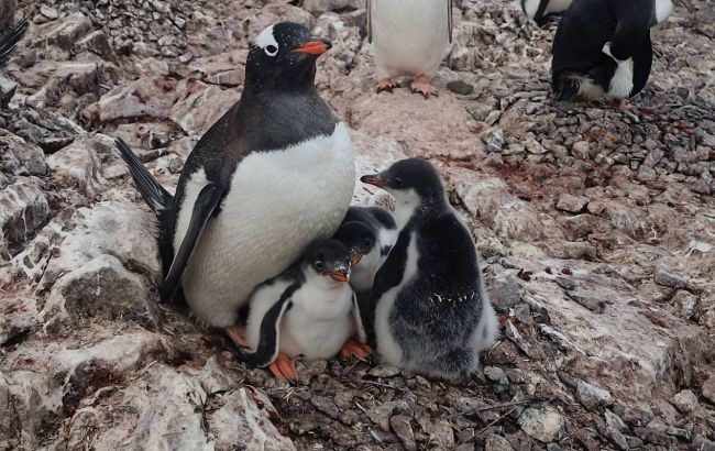 Unique family: Polar researchers show penguins with rare number of chicks