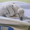 From Ukraine's most famous stork family - Baby Katrusia's heartbreaking fall and inspiring recovery (video)