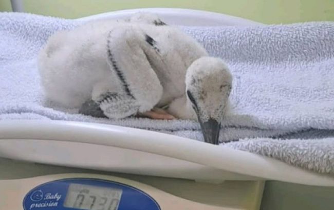 From Ukraine's most famous stork family - Baby Katrusia's heartbreaking fall and inspiring recovery (video)