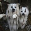 South Korea bans dog meat production