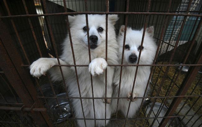 South Korea bans dog meat production