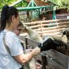Russian drone hits Odesa Zoo: Animal killed