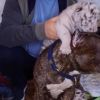 So touching: Ukrainian dog adopts white tiger babies (video)
