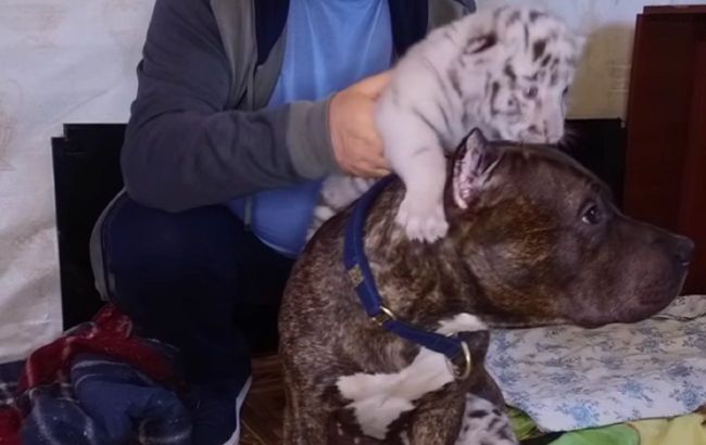 So touching: Ukrainian dog adopts white tiger babies (video)