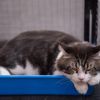 Worst place for a cat litter box? Most owners get it wrong