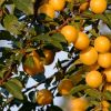 Ukraine's orchard treasure: Cherry plum health benefits