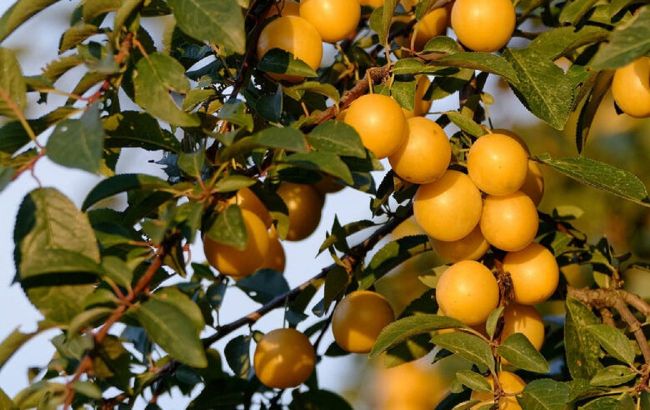 Ukraine's orchard treasure: Cherry plum health benefits