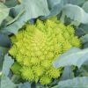 Superfood with cosmic look: This little-known cabbage surprises with its benefits