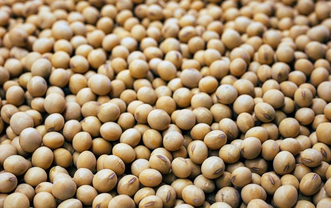 Superfood for your muscles: Why you should add soy to your diet