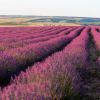 As dreamy as Provence: Top lavender fields to visit in Ukraine