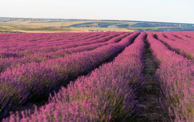 As dreamy as Provence: Top lavender fields to visit in Ukraine