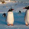 Ukrainian polar explorers showcase captivating penguin photos: Each one unique