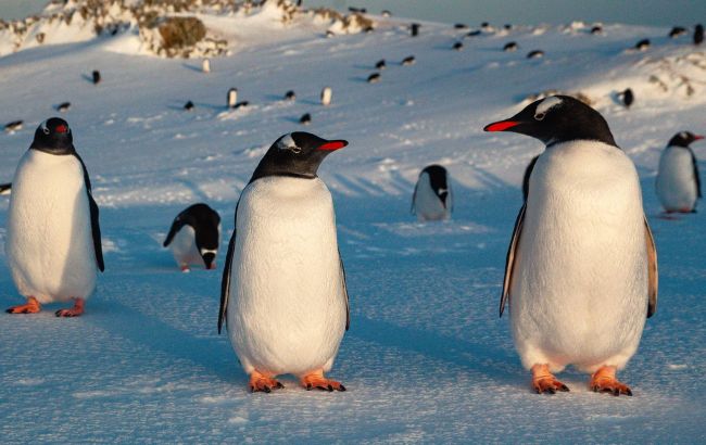 Ukrainian polar explorers showcase captivating penguin photos: Each one unique