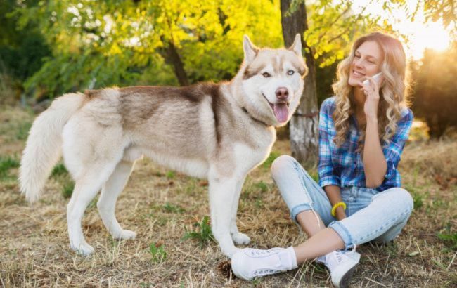 Before or after walk? Vets give surprising answer about feeding your dog