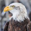 Bald eagle officially declared US national bird