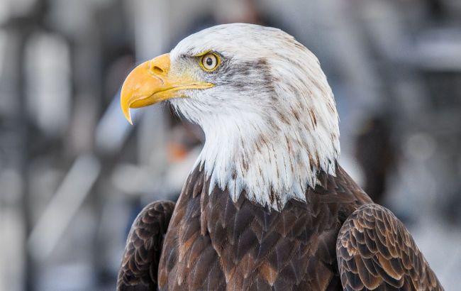 Bald eagle officially declared US national bird