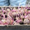 Two foods that stay poisonous even after cooking