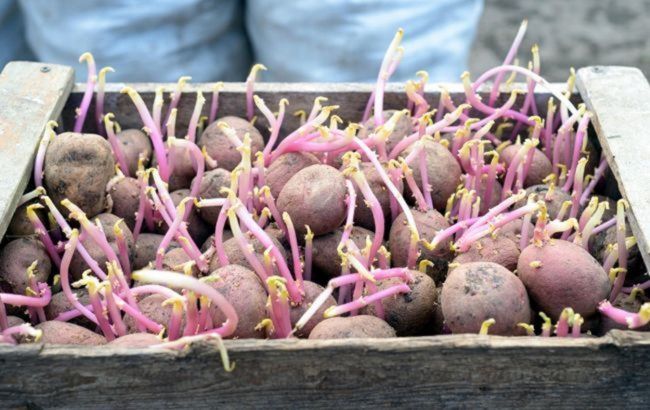 Two foods that stay poisonous even after cooking
